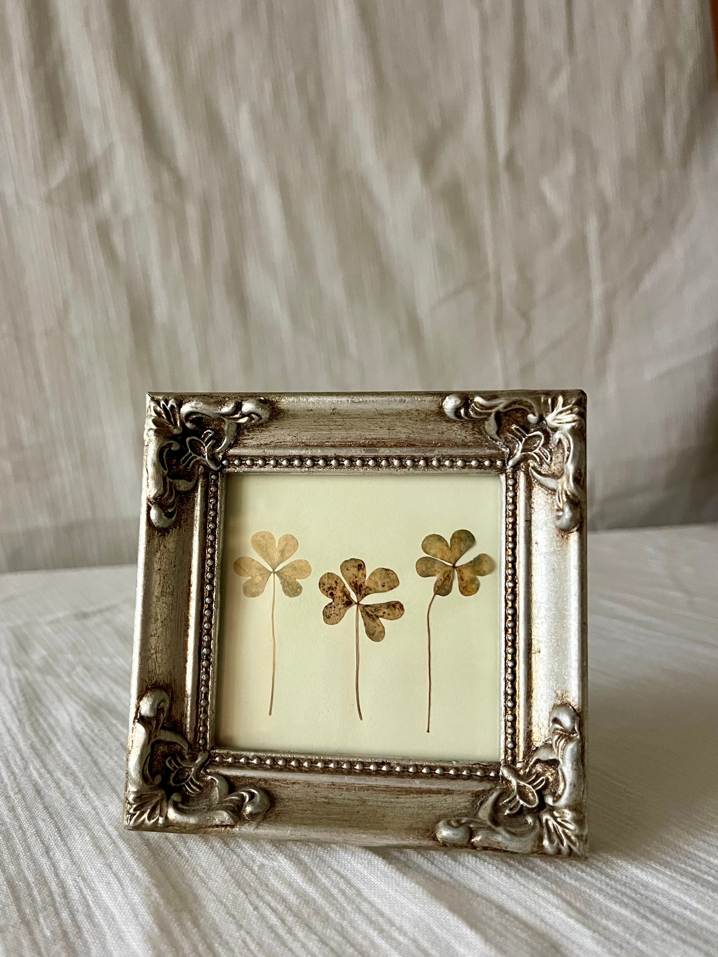 dainty pressed clover frame