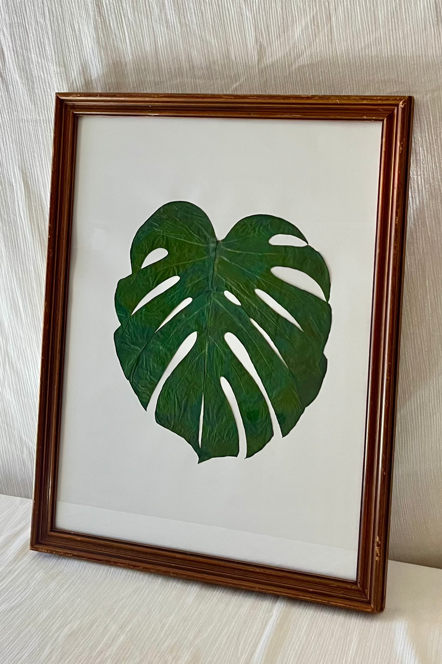 pressed monstera leaf